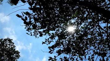 vista de ángel bajo, fondo de la naturaleza el soplar sobre hojas verdes con destellos de sol video