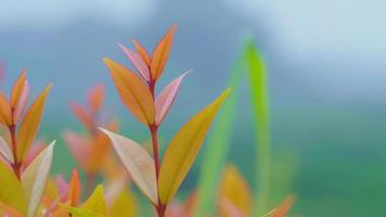 Close-up of Orange leaves blown by the wind against a blurred mountain backdrop with copy space, Selective focus video