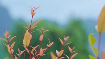 Close-up of Orange leaves blown by the wind against a blurred mountain backdrop with copy space, Selective focus video