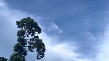 schöne Naturzeitraffer, große Bäume mit Himmel und Wolken, die sich im Hintergrund bewegen video