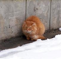 gato rojo esponjoso se sienta y se congela en medio de la nieve foto