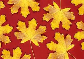 red background with dry yellow maple leaves photo