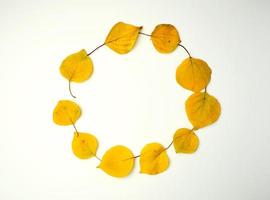 round wreath of yellow dried apricot leaves on a white background photo