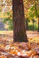 tree trunk in the middle of an autumn park in the afternoon photo