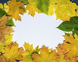 yellow and green leaves of maple and mulberry on a white background photo