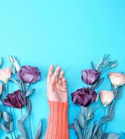 female hand in a bright pink sweater on a blue background in the middle of fresh flowers photo