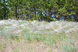 steppe feather grass photo