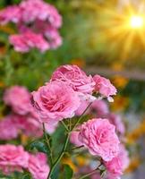 buds of pink blooming roses in the garden, rays of the bright sun photo