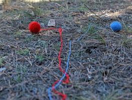 two little wool ball unwound in the middle of the forest photo