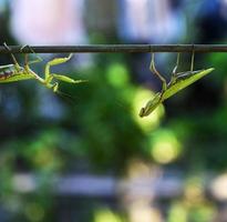 two large green praying mantis hang down on a branch photo