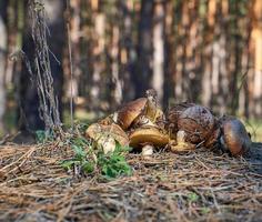 fresh forest mushrooms Suillus luteus on the edge of the forest photo