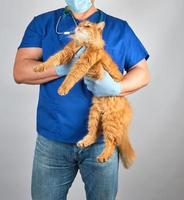 veterinarian doctor in blue uniform holding fluffy red cat in hands photo