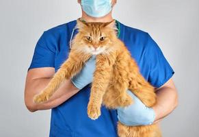 veterinario masculino con uniforme azul y guantes sosteniendo un gato jengibre adulto foto