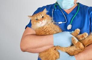 médico veterinario en uniforme azul con gato rojo esponjoso foto