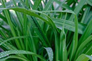 largas hojas verdes con gotas de agua foto