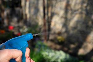 female hand holding a blue plastic bottle with liquid and spraying plants with chemicals photo