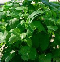 mint bush with green leaves growing in the garden photo