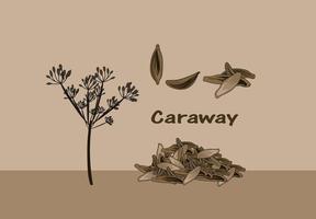 Caraway Spice vector illustration