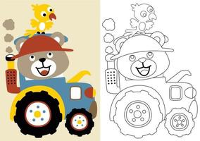 vector cartoon of cute bear drive tractor with bird on it head, coloring book or page