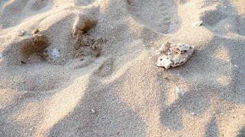 Full frame shot. Close up sand texture on beach in summer. Nature of sand on the beach. White beach sand of texture photo