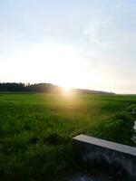 campo de arroz y fondo del cielo al atardecer con rayos de sol. panorama de los campos de arroz en la noche foto
