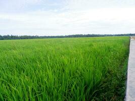 View of rice fields with green rice with dew and mountains on a sunny afternoon in indoensia photo