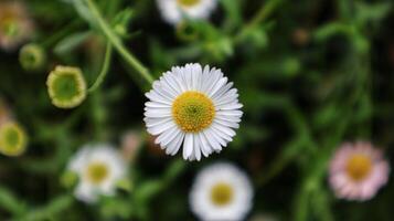 Erigeron karvinskianus or seaside daisy Mexican sun loving can producing thousands of flowers. photo