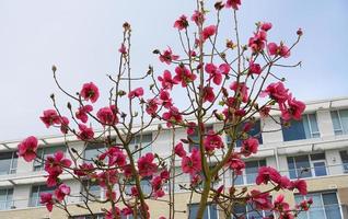 felix jurado magnolia árbol en flor. hermosas flores gigantes de magnolia contra la casa y el fondo del cielo azul de cerca. foto