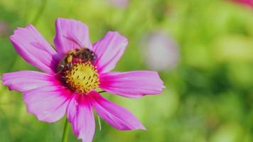 Close up of colorful garden flowers with bee insects coming to flower pollen , slow motion video