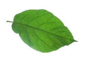 hoja verde de plukenetia volubilis, sacha inchi, maní sacha sobre fondo blanco. foto