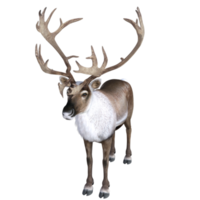 Deer isolated 3d rendering png