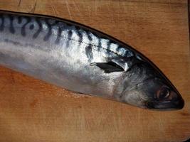 caballa de pescado de mar sobre la mesa foto