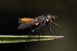 Adult Bristle Fly photo