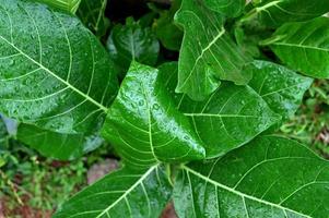 Green leaves with rain drops in summer garden photo