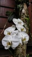 White Orchid Phalaenopsis branch Cascade at the tree. photo