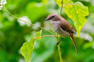 hembra pájaro gris bushchat foto