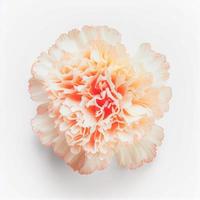 Top view of Carnation flower on a white background, perfect for representing the theme of Valentine's Day. photo