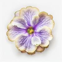 Top view African violet flower isolated on a white background, suitable for use on Valentine's Day cards photo