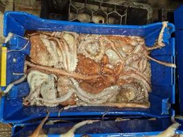 fresh caught live octopus at fish market photo