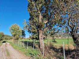 wild boar disease fence swine fever in italy photo