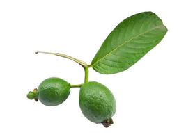 Guava is a common tropical fruit cultivated in many tropical and subtropical areas, Common guava Psidium guava, guava lemon, guava apple photo