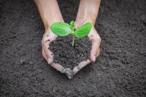 mano que sostiene el árbol joven en el fondo del suelo para plantar en el jardín. plantar árboles para reducir el calentamiento global, el concepto del día mundial del medio ambiente. foto