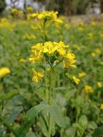 Mustard flower and plant photo