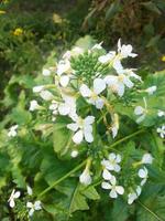 Radish flower,walpepar, Beautiful flower ,Natural flower photo