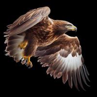 golden eagle in flight with clipping path photo