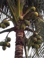 coconut tree,walpepar,Beautiful tree,excelent tree , very nice photo