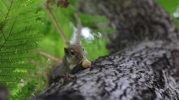 Nahaufnahme des Eichhörnchens, das Nüsse auf Baum isst. Existenz von Wildtieren in ihrer natürlichen Umgebung video