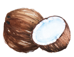 Coconut illustration painted with watercolors.Coconut elements.Tropical fruit.Mature coconut for coconut milk. png