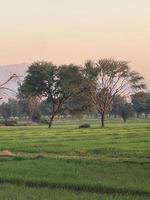 Mountains and trees on a land photo