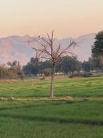 Mountains and trees on a land photo